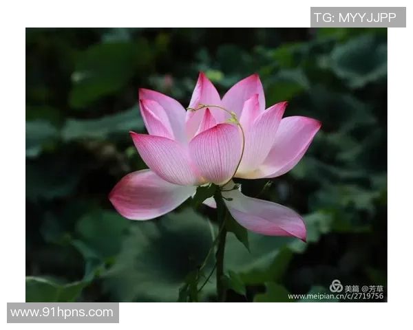 足球明星魅力瞬间尽在壁纸中尽情欣赏他们的风采与激情